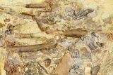 Sandstone with Hadrosaur Teeth, Tendons & Bones - Wyoming #370604-1